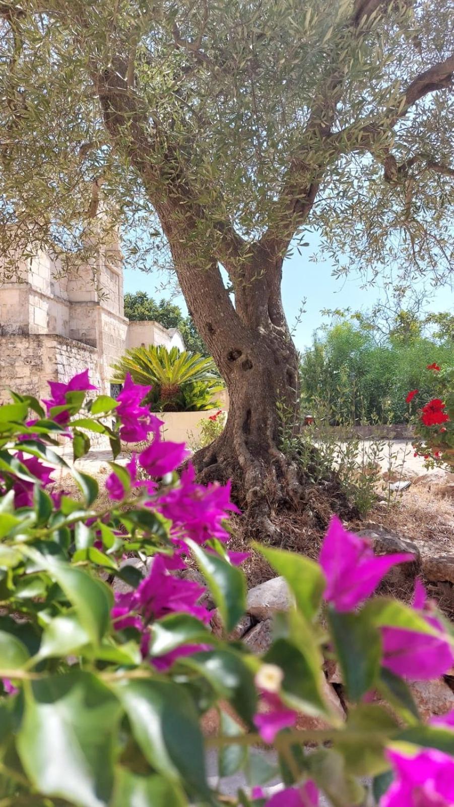 Trulli Aurasia Ostuni Exterior foto